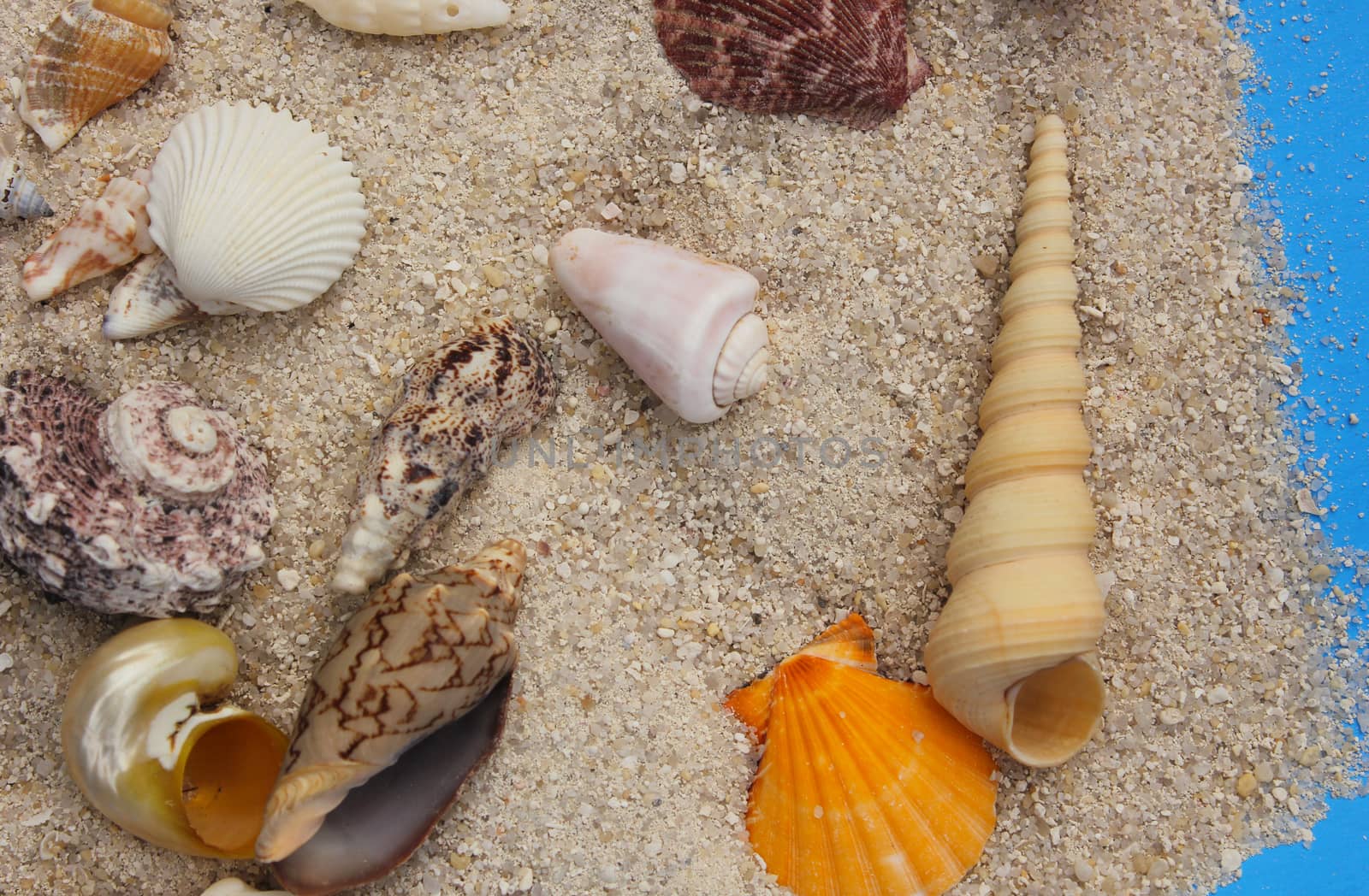 Sea shells on Tropical Beach with boardwalk