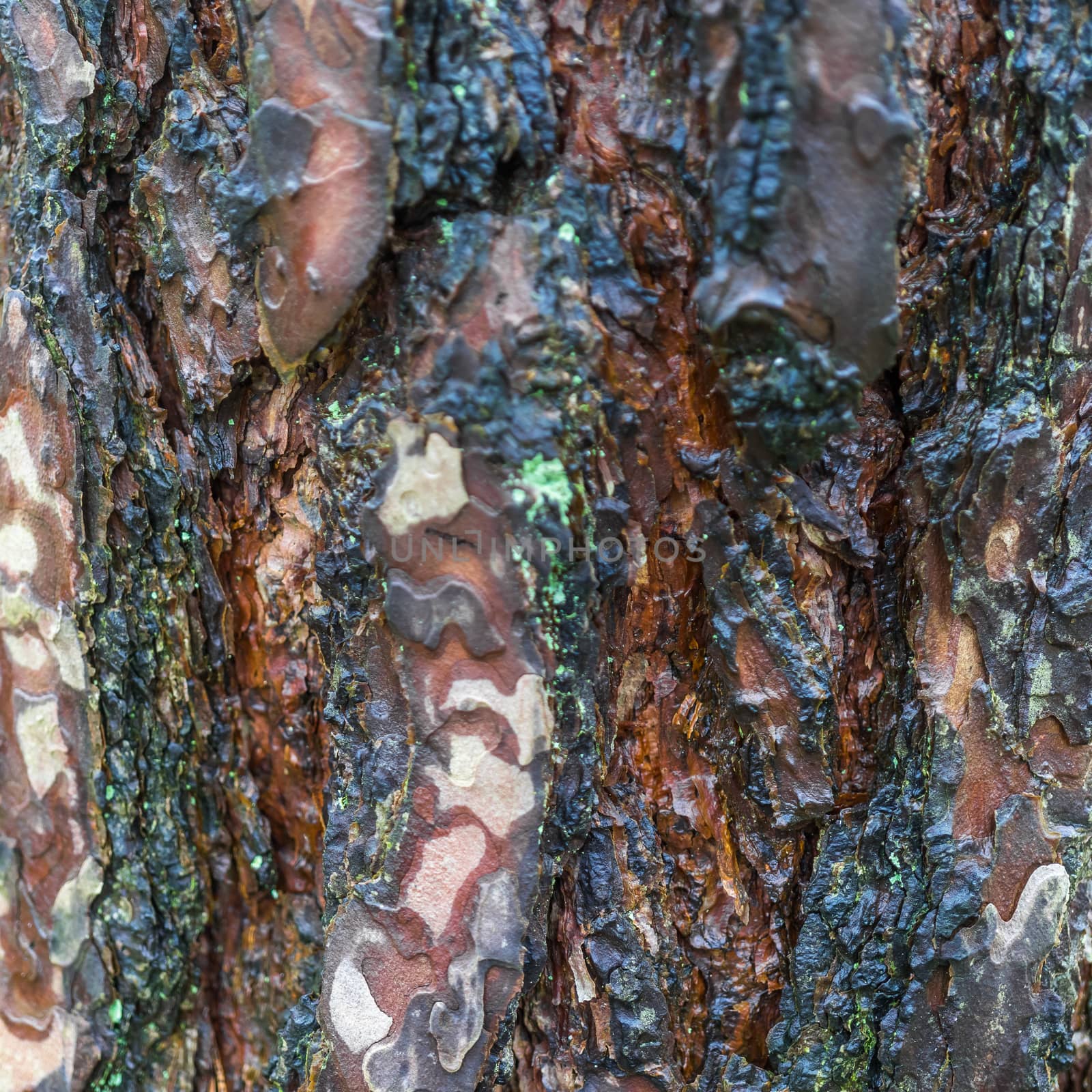 Bark of a pine, suitable as background, abstract