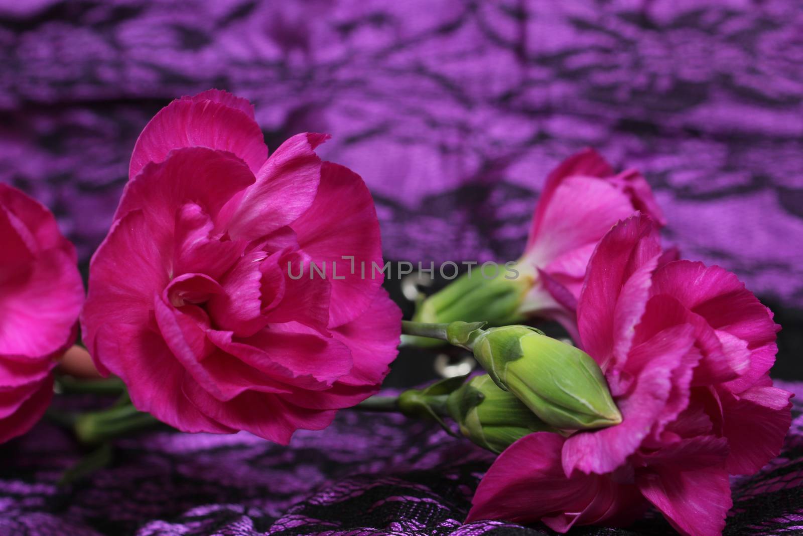 Pink Flowers on Purple and Black Fabric by Marti157900