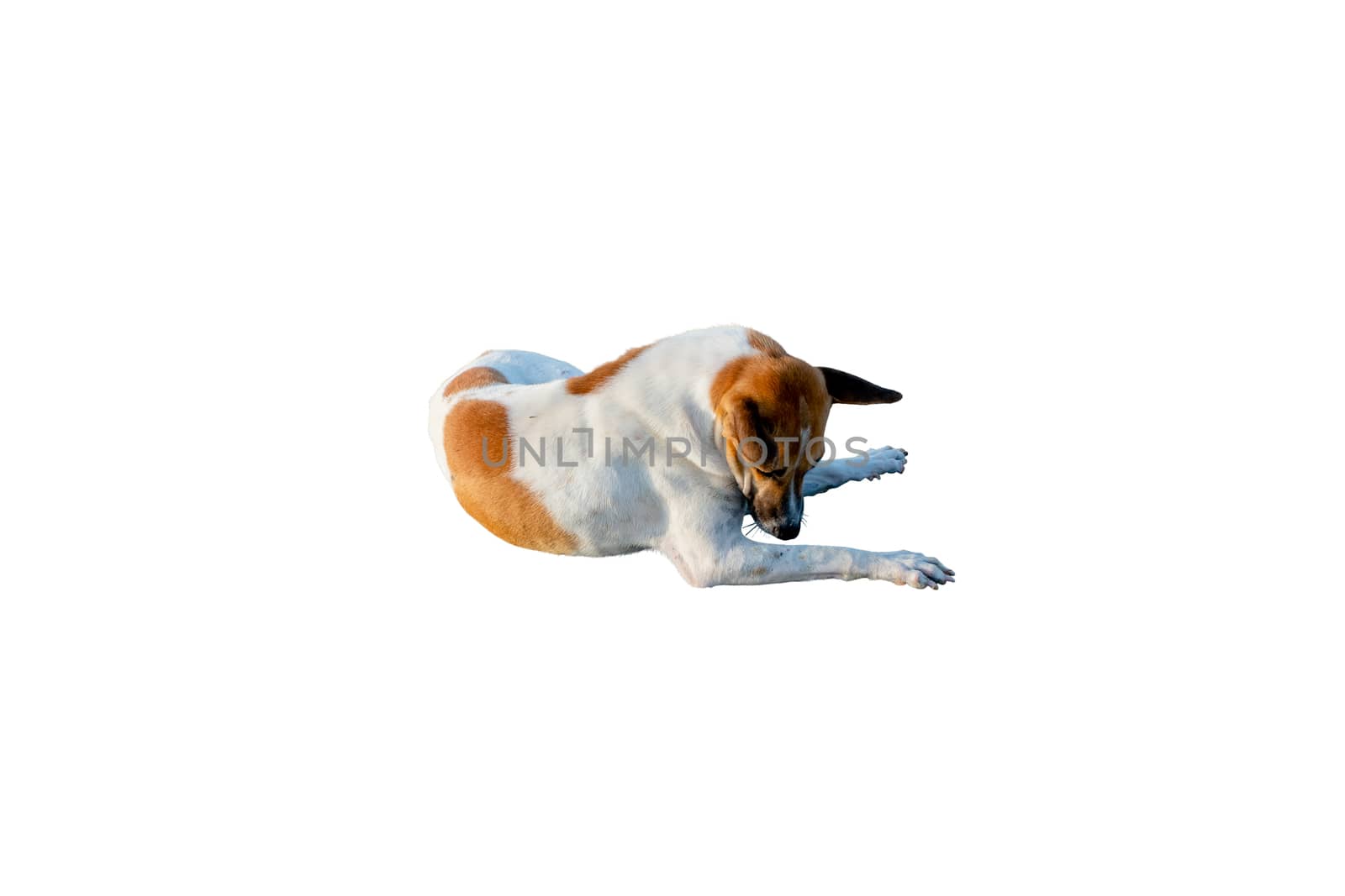 Dog or puppy isolated on white background with clipping path