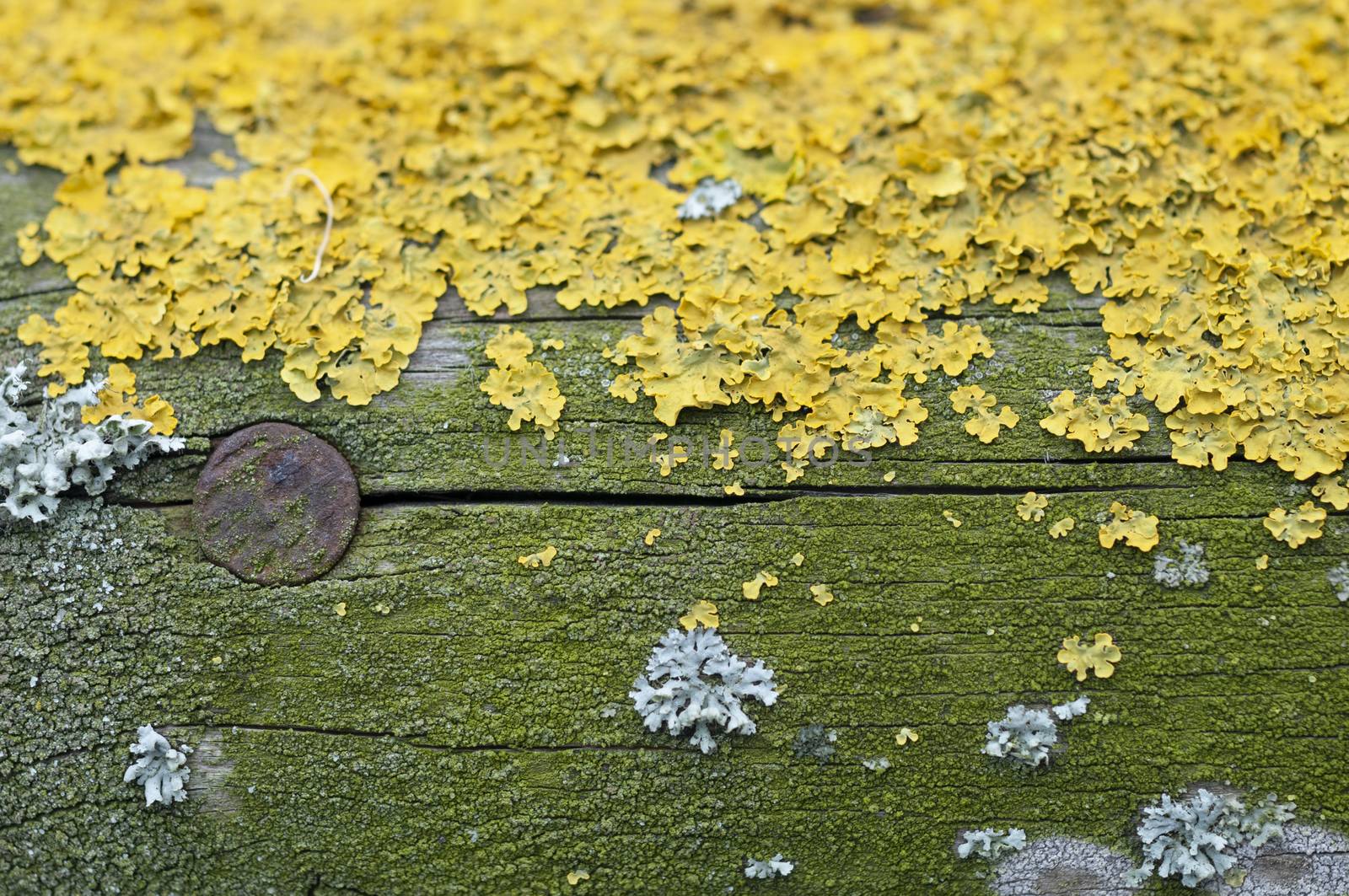 Rusty nail in rounded wood with green moss marco view