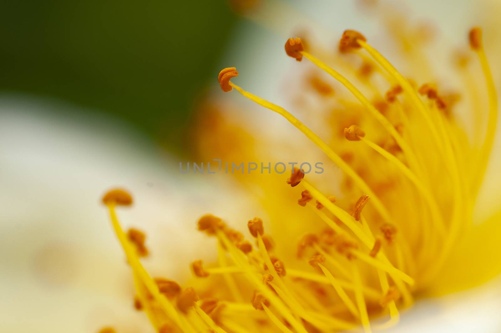 Close up view of yellow pistils in white flower