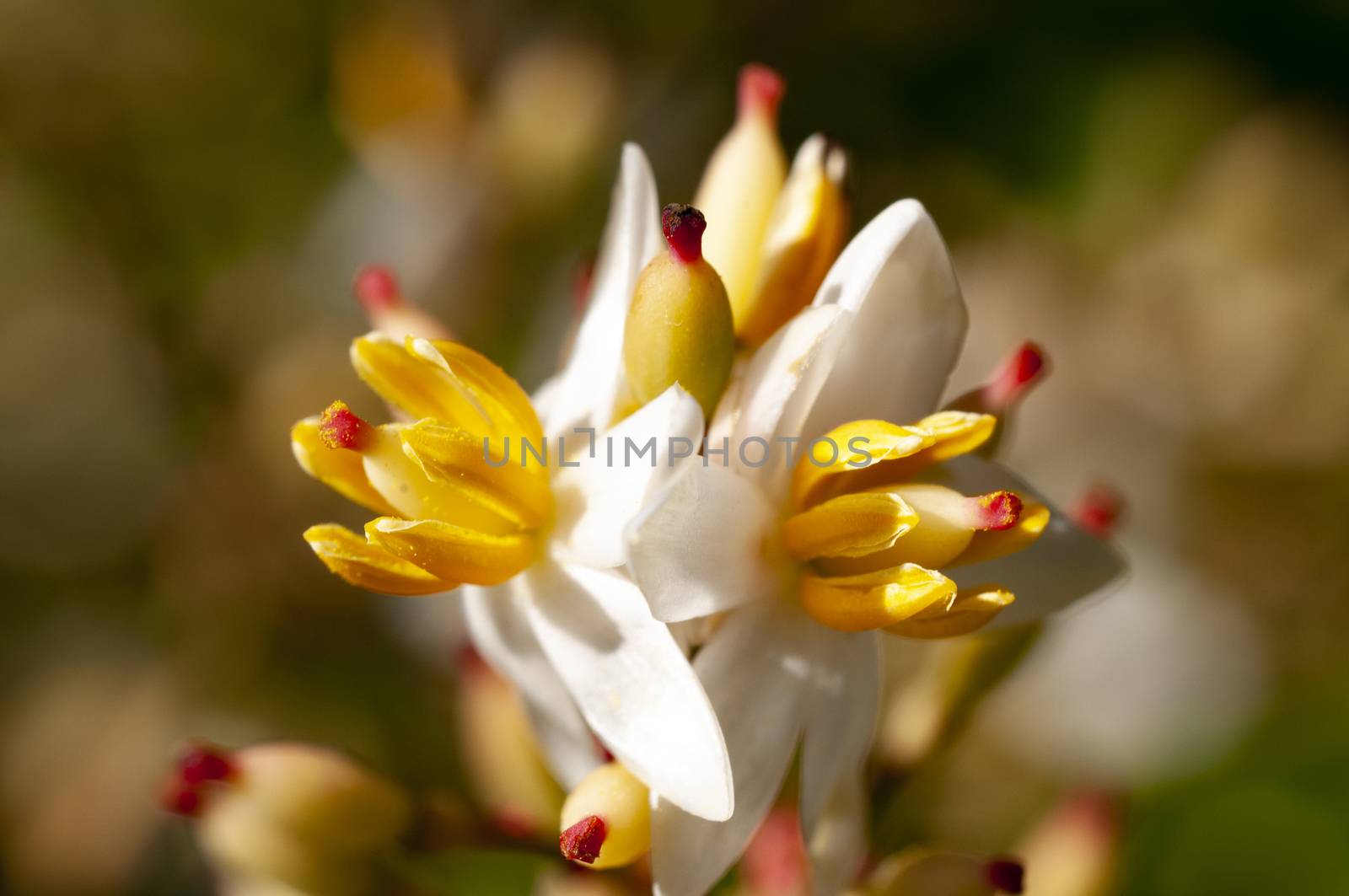 Micro flowers macro view in sunlight during late spring time