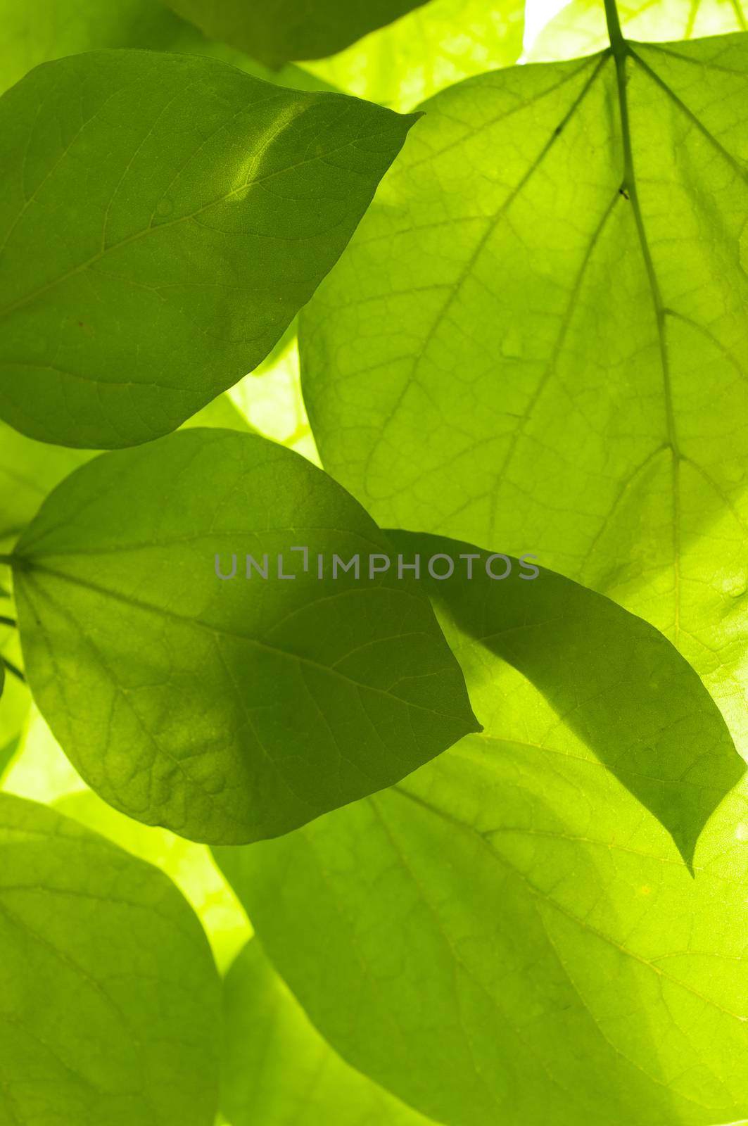 Leaves on backlight by Haspion