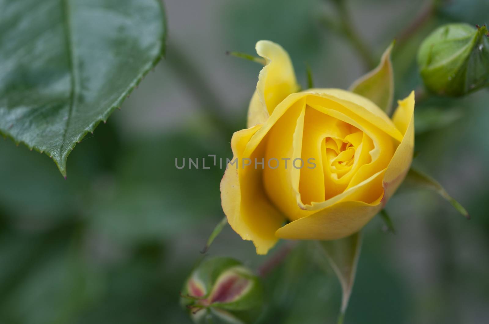 Yellow rose blossom in the garden with text space useful as background resource