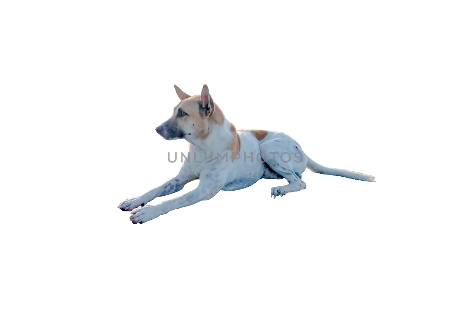 Dog or puppy isolated on white background with clipping path