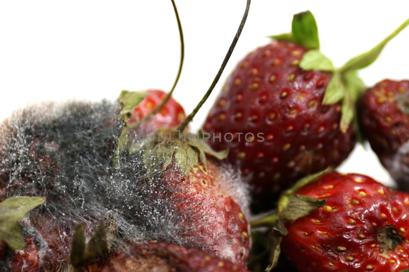 Strawberry rot, Rotten fruit, fruit moldy, Rotten fruit, Fruit Strawberry rot and mold close up