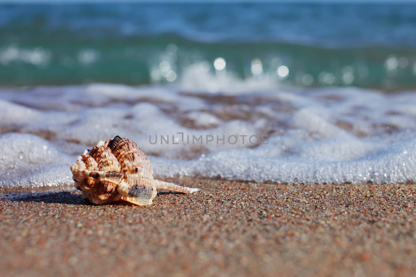 Sea shells on the beach. Sandy beach with waves. Summer vacation concept. Holidays by the sea by selinsmo