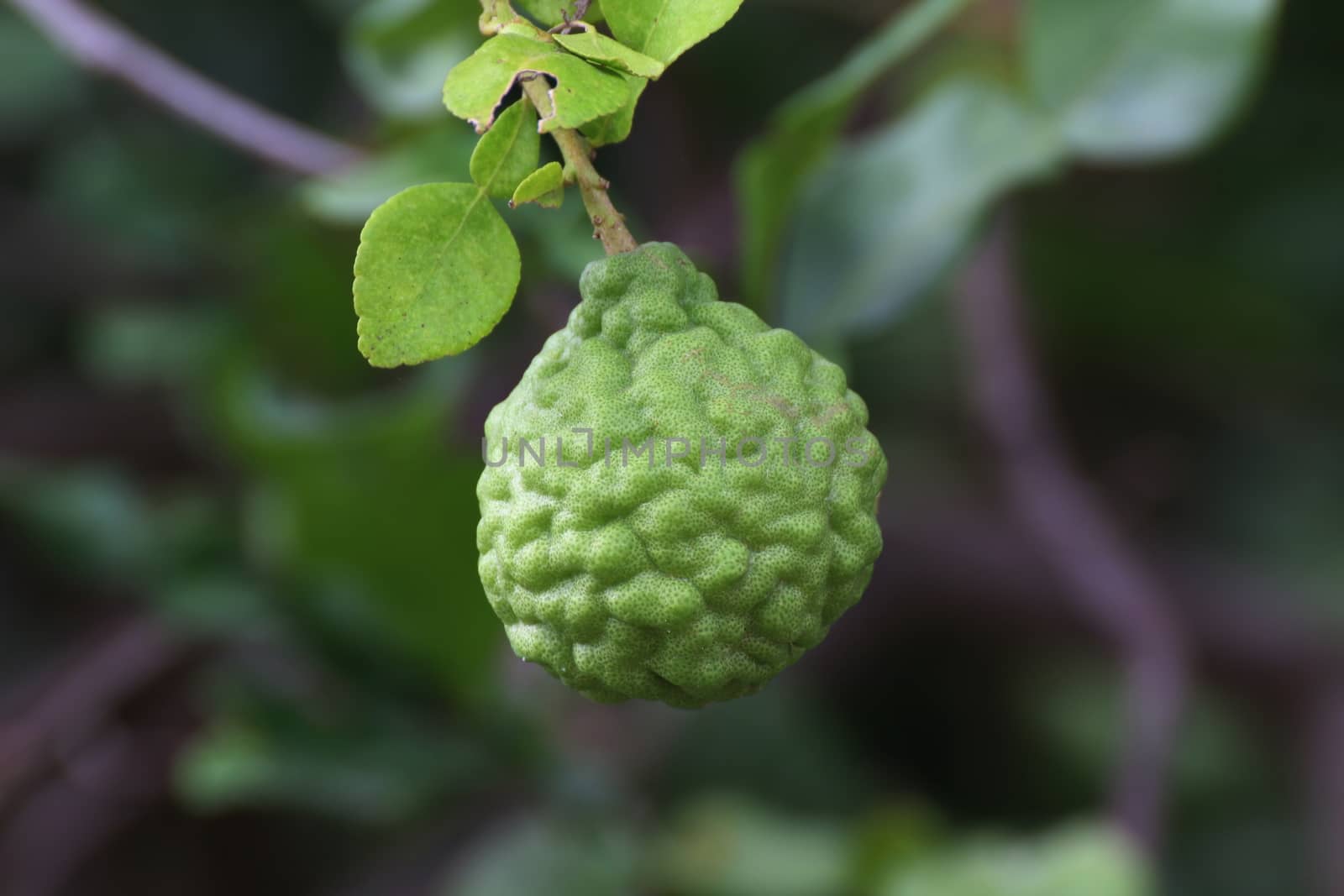 Bergamot on tree farm closeup, kaffir Lime Leaf garden