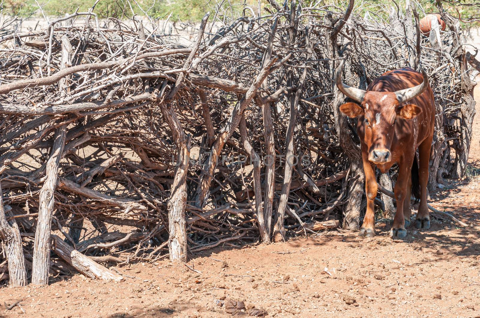 A nguni cow at a kraal in a Himba village near Epupa