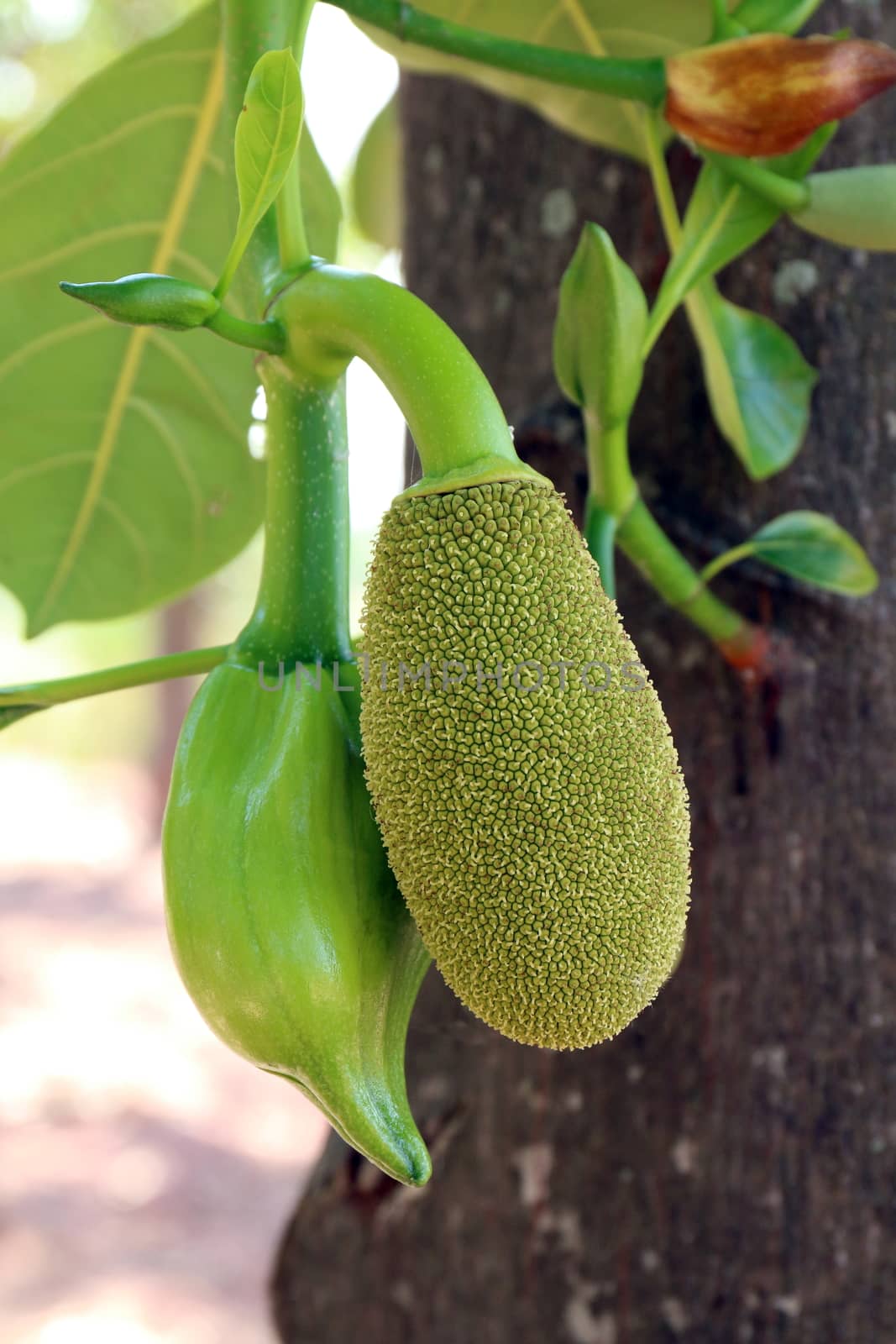 jackfruit, small jackfruit on jackfruit tree by cgdeaw