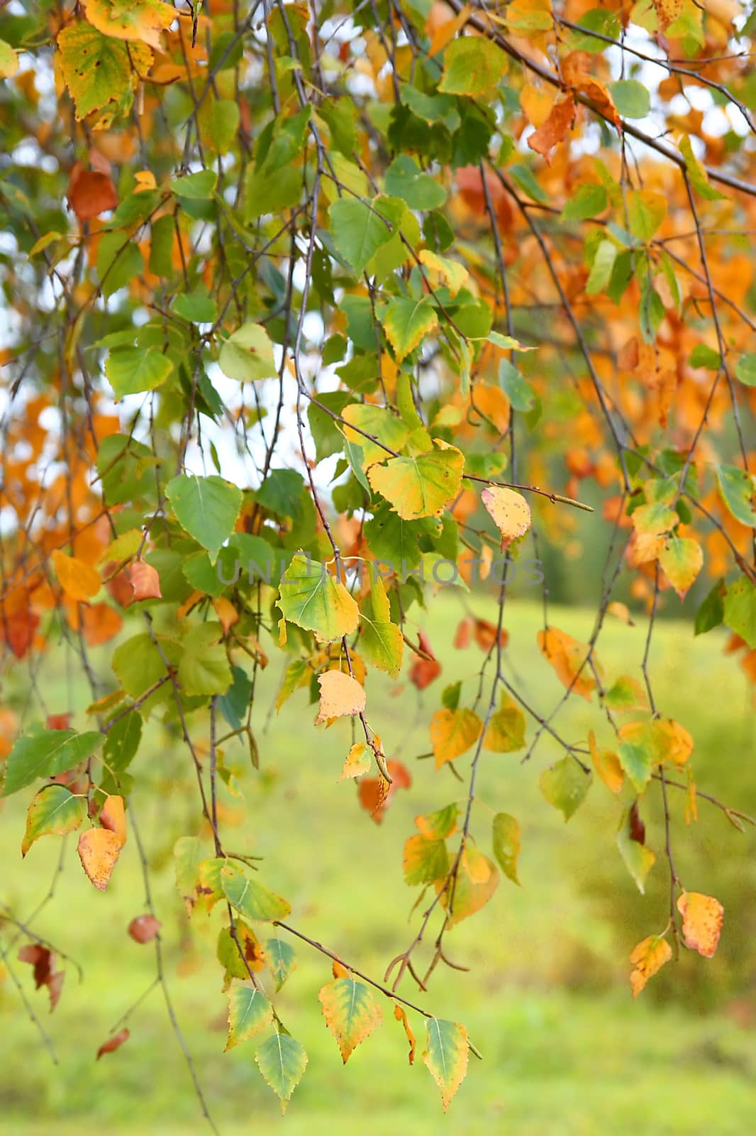 Autumn background from leaves of birch, shallow dof