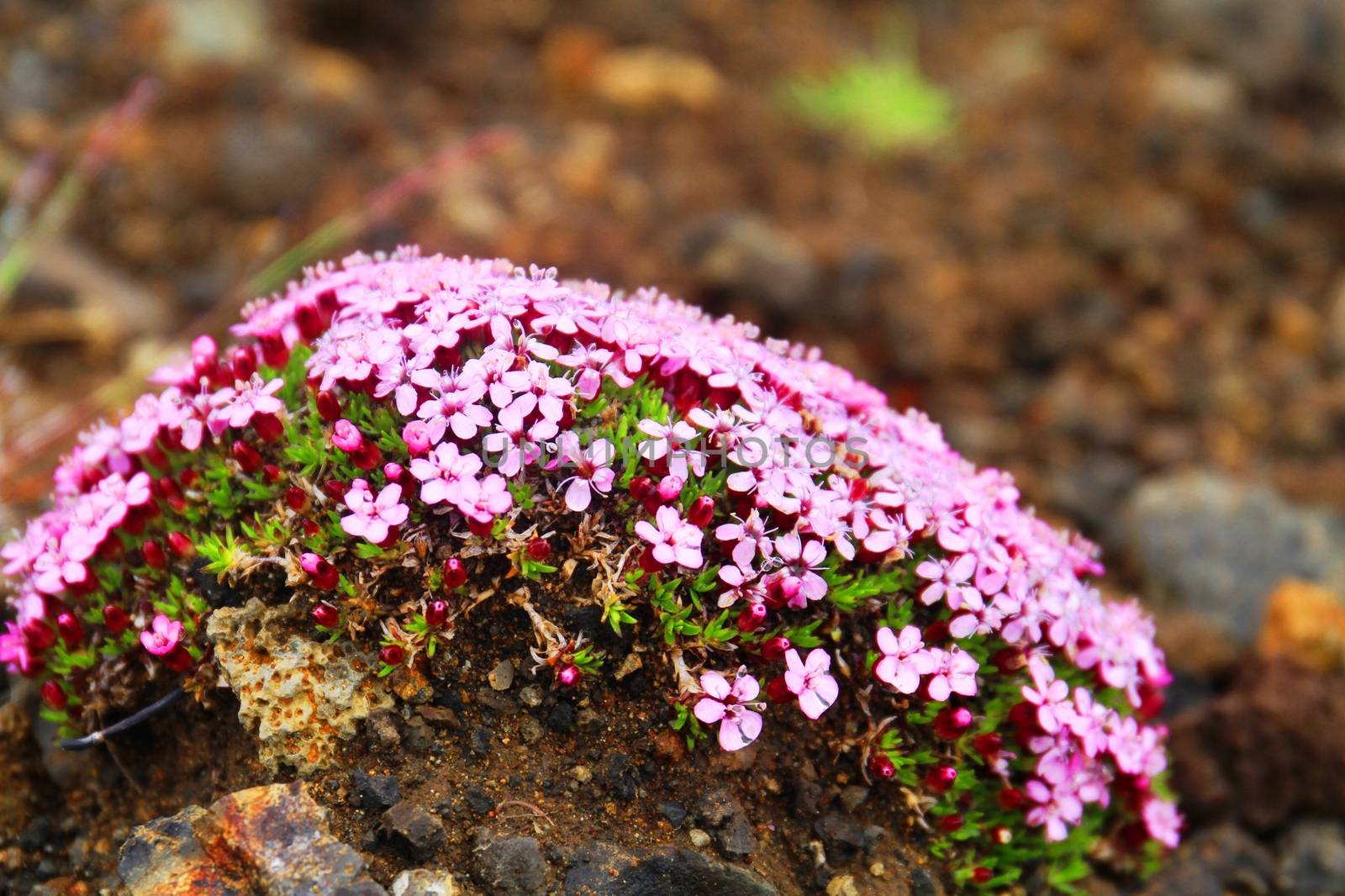 flowers of iceland by Jindrich_Blecha