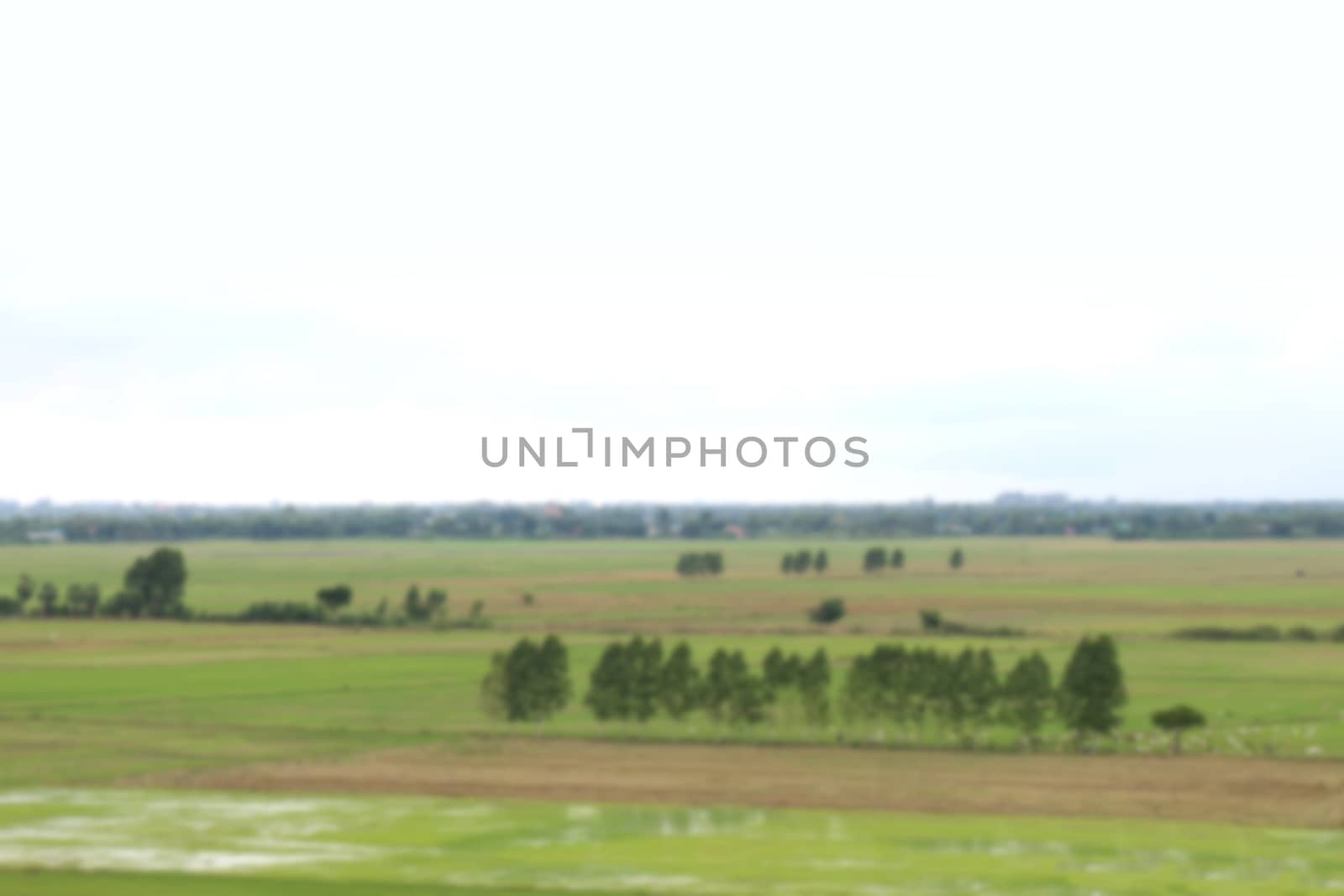 blurred background agricultural area, farmland field rice plant landscape and sky blur