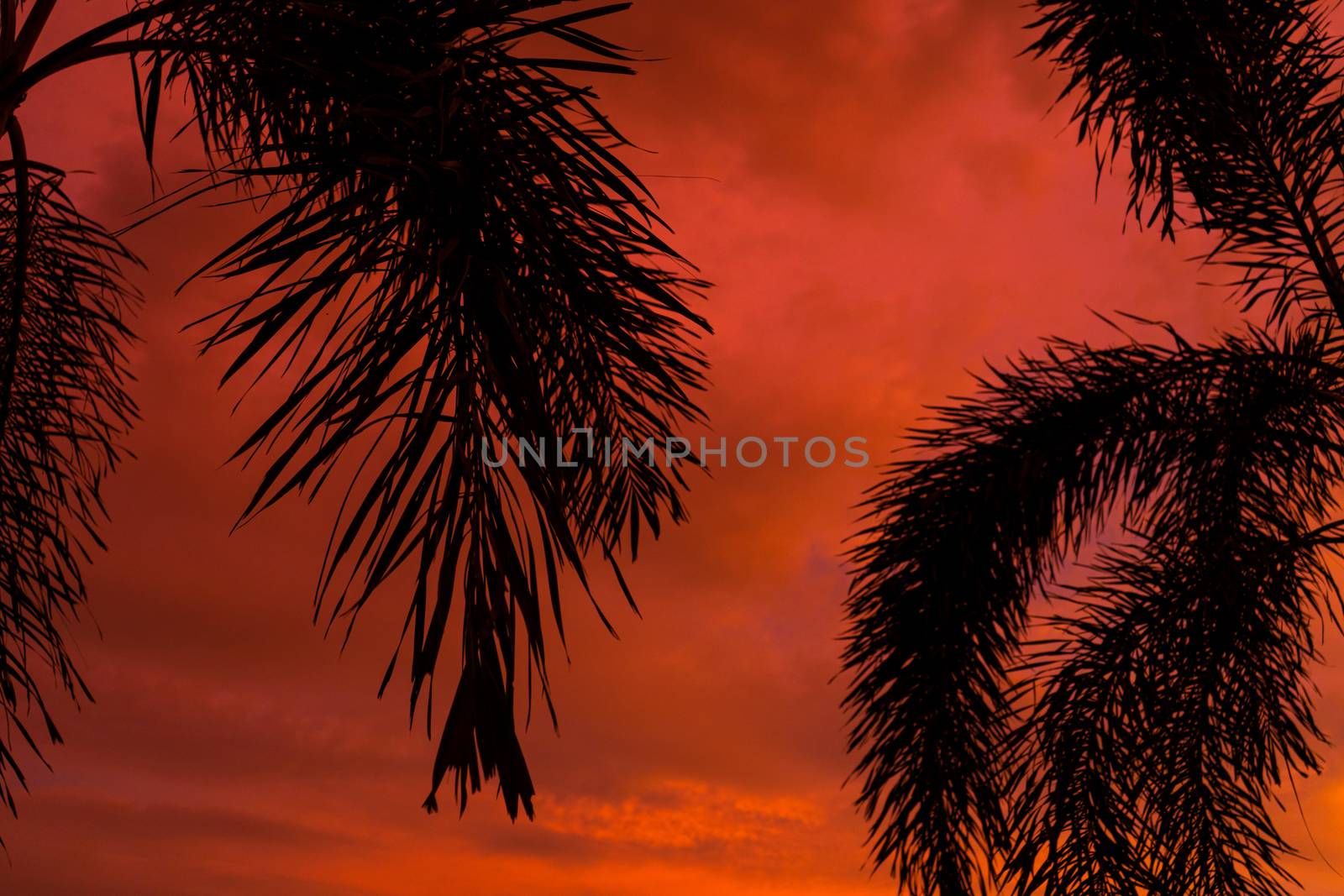Silhouetted by a palm tree on the background of an unusual fiery red tropical sunset. by Try_my_best