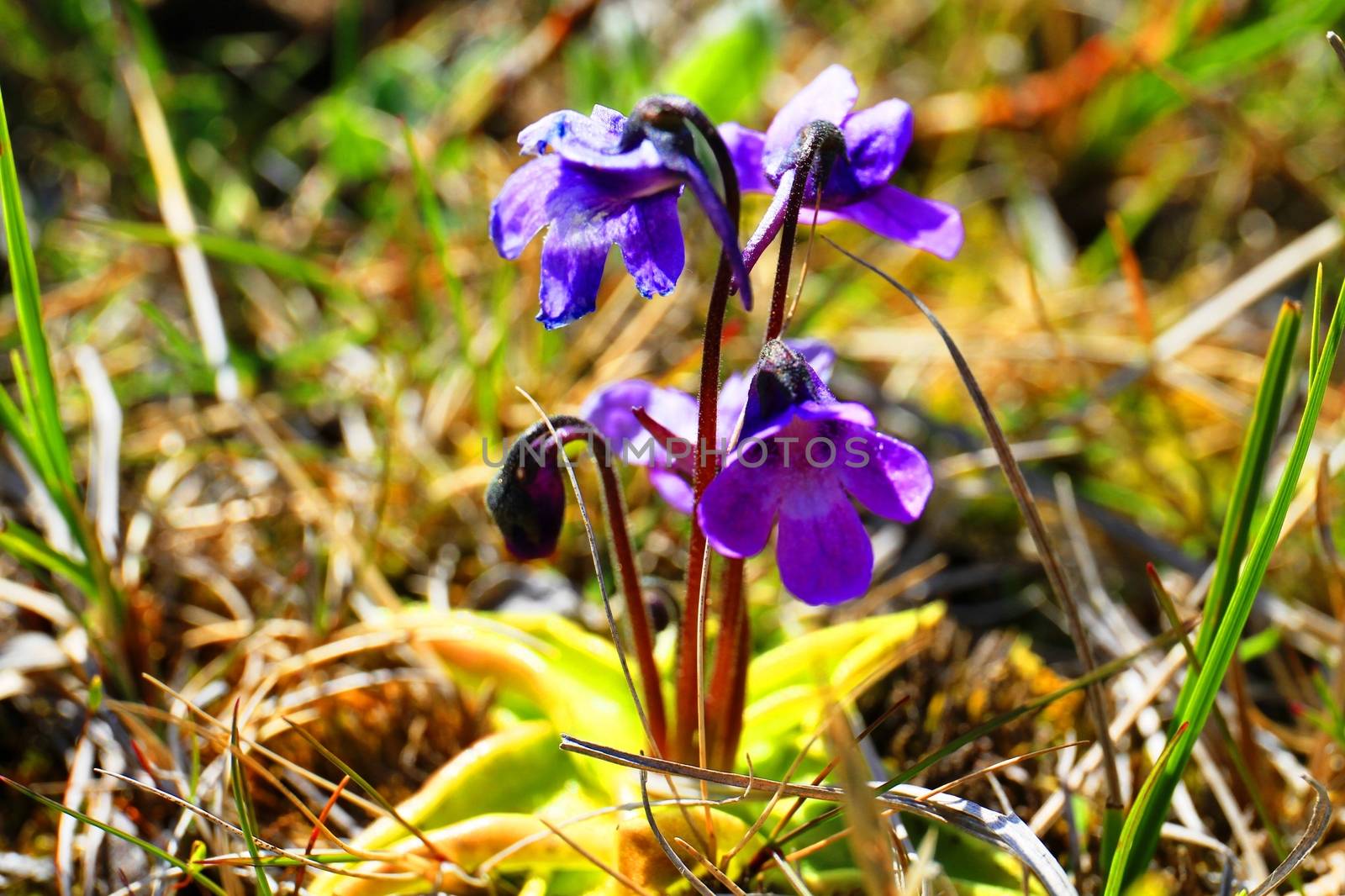 flowers of iceland