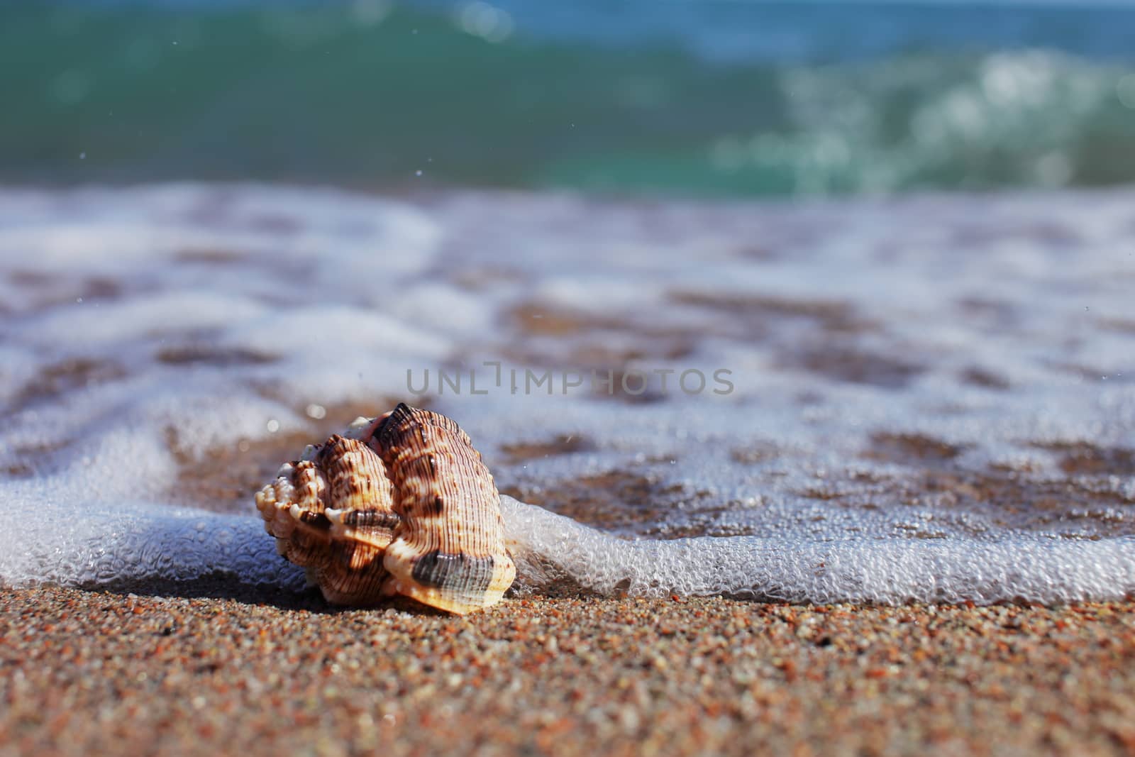 Sea shells on the beach. Sandy beach with waves. Summer vacation concept. Holidays by the sea by selinsmo