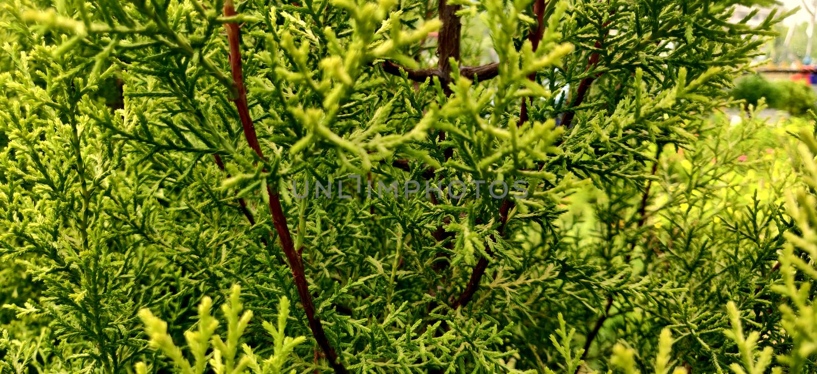 Green thuja leaves looking like trees by mshivangi92
