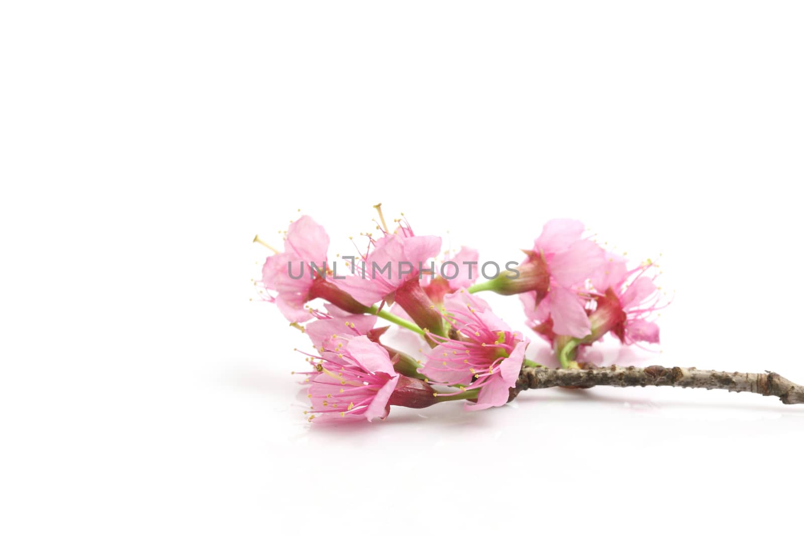 Cherry blossom , pink sakura flower isolated in white background by piyato