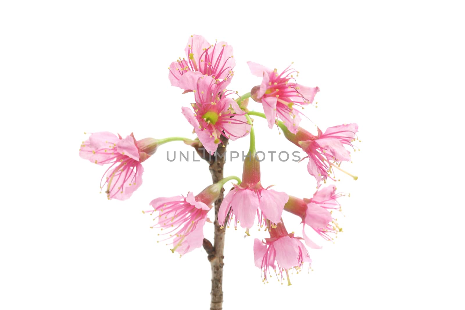 Cherry blossom , pink sakura flower isolated in white background by piyato