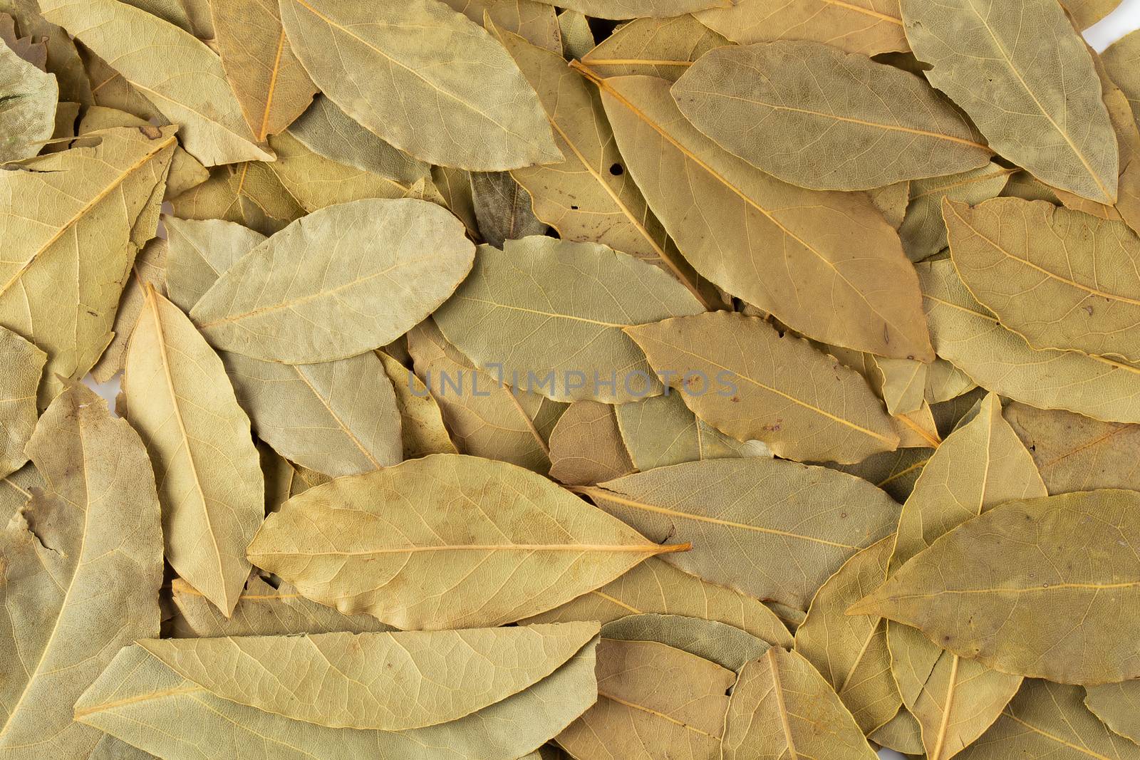 Dried bay leaves isolated on white background by kaiskynet