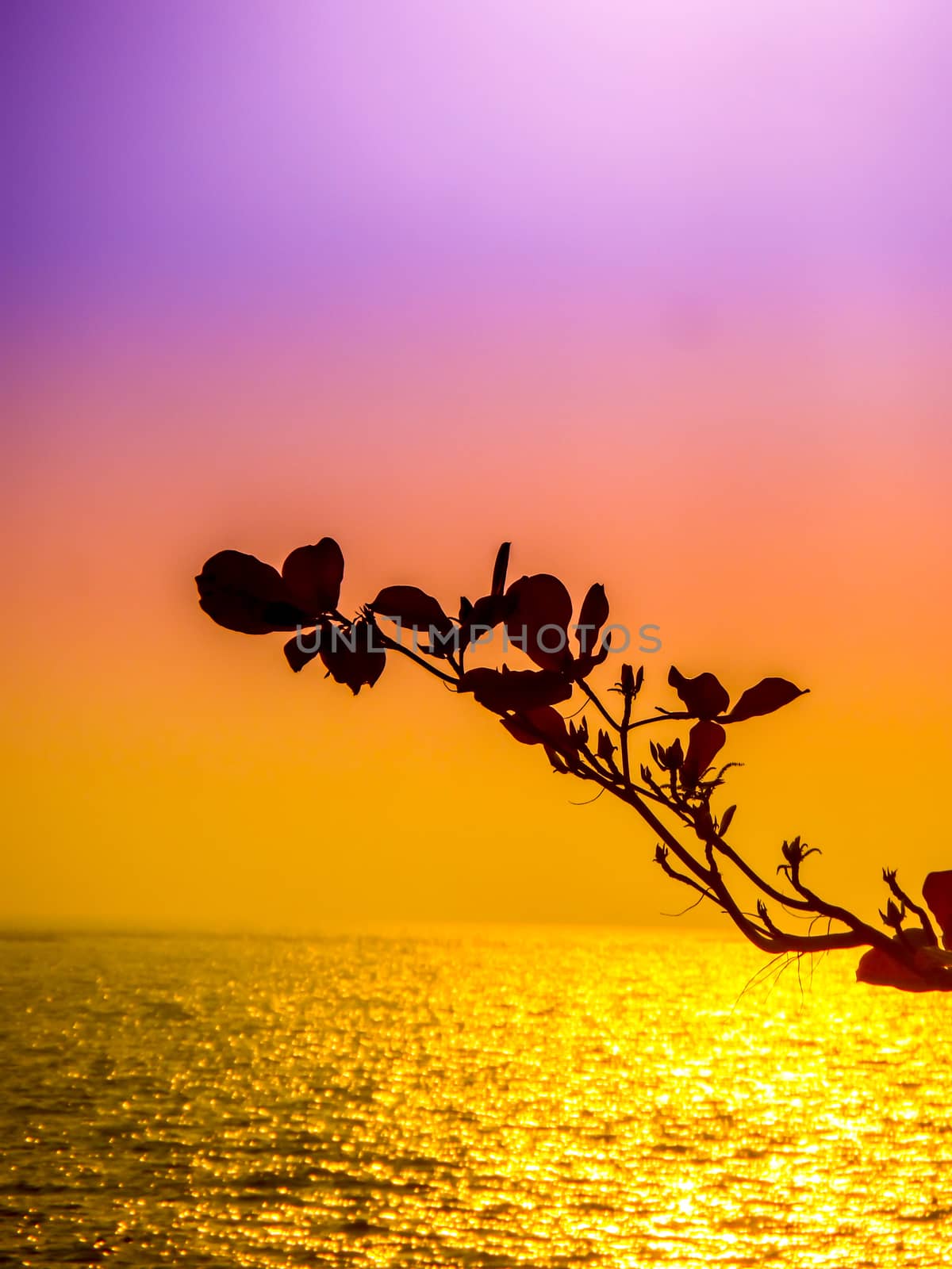 Tree sea and ocean when sunset yellow sky tone