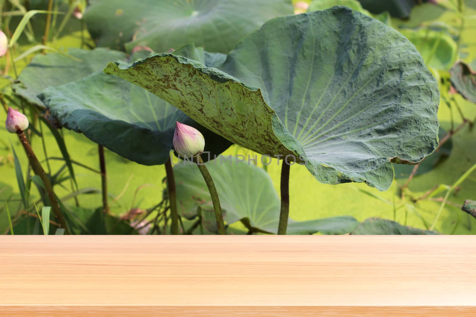 wood plank on lotus leaf pad green nature background, empty wood table floors on lotus pad in pond garden farm background, wood table board empty on lotus pad on the surface water by cgdeaw