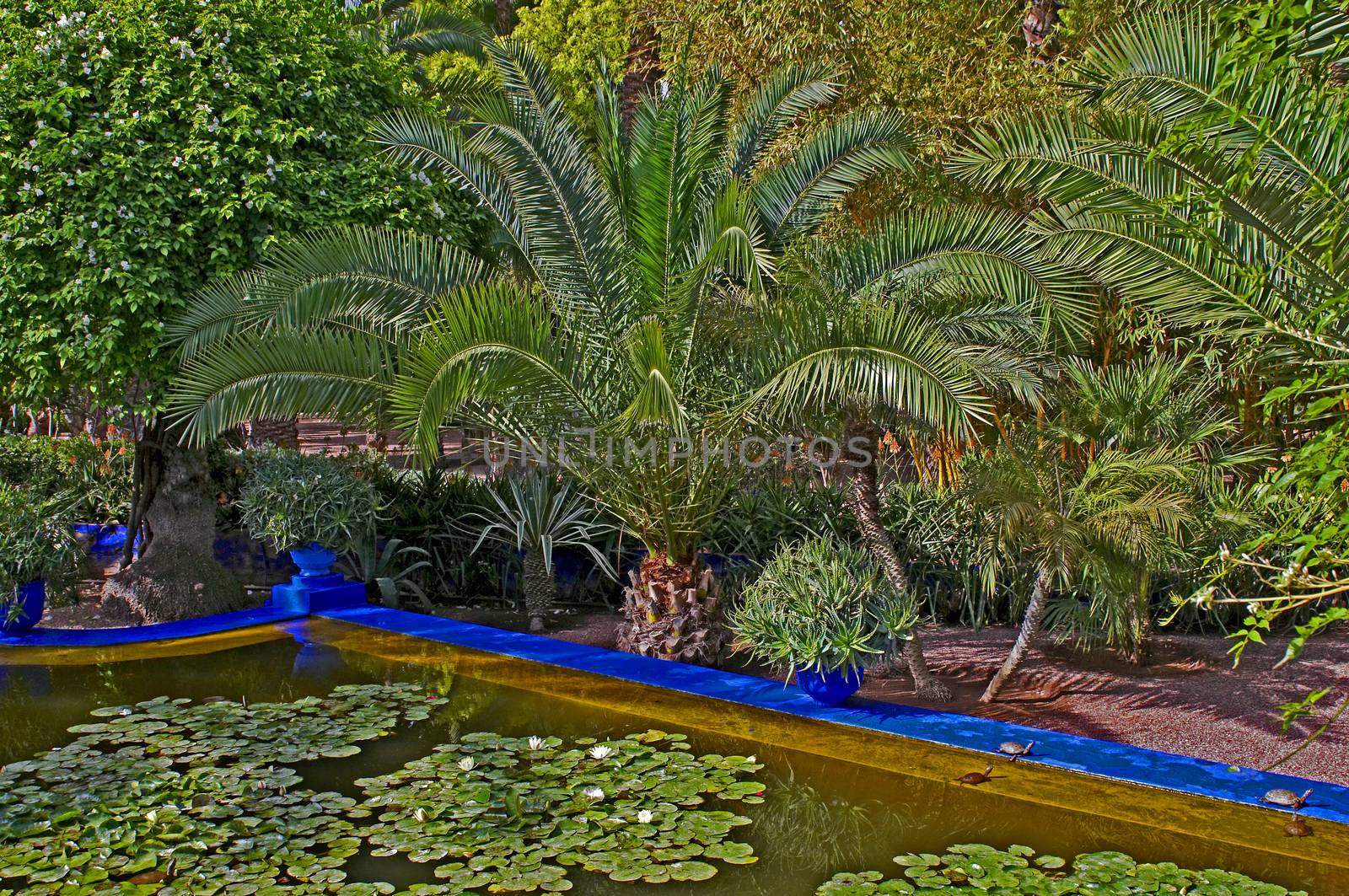 The view of the ornamental pool in Marrakech with palms and waterlillies 