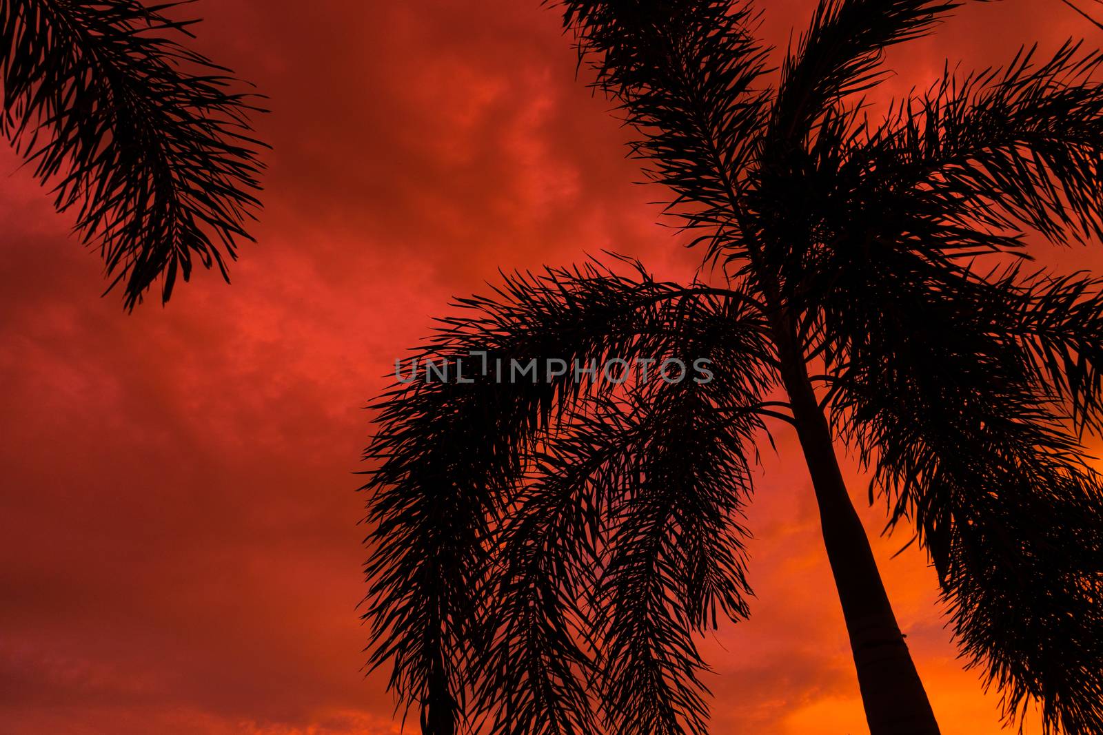 Silhouetted by a palm tree on the background of an unusual fiery red tropical sunset