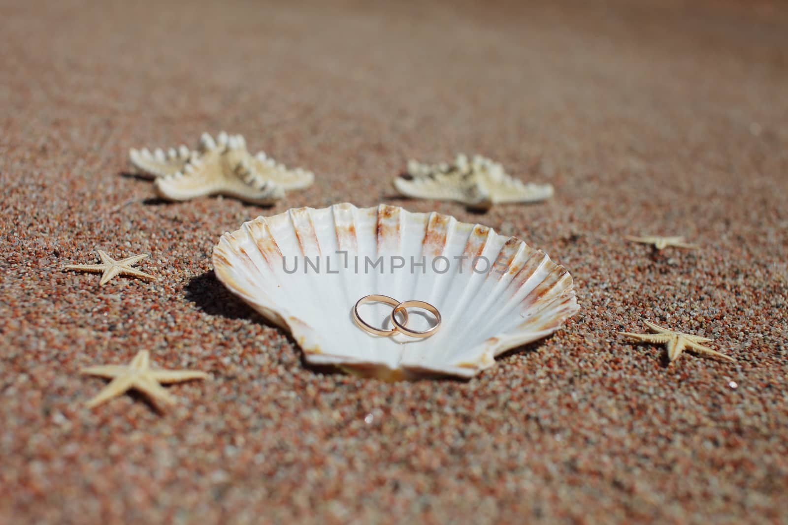 Sea shells and starfish with wedding rings on the beach. Summer vacation concept. Family holidays by the sea by selinsmo