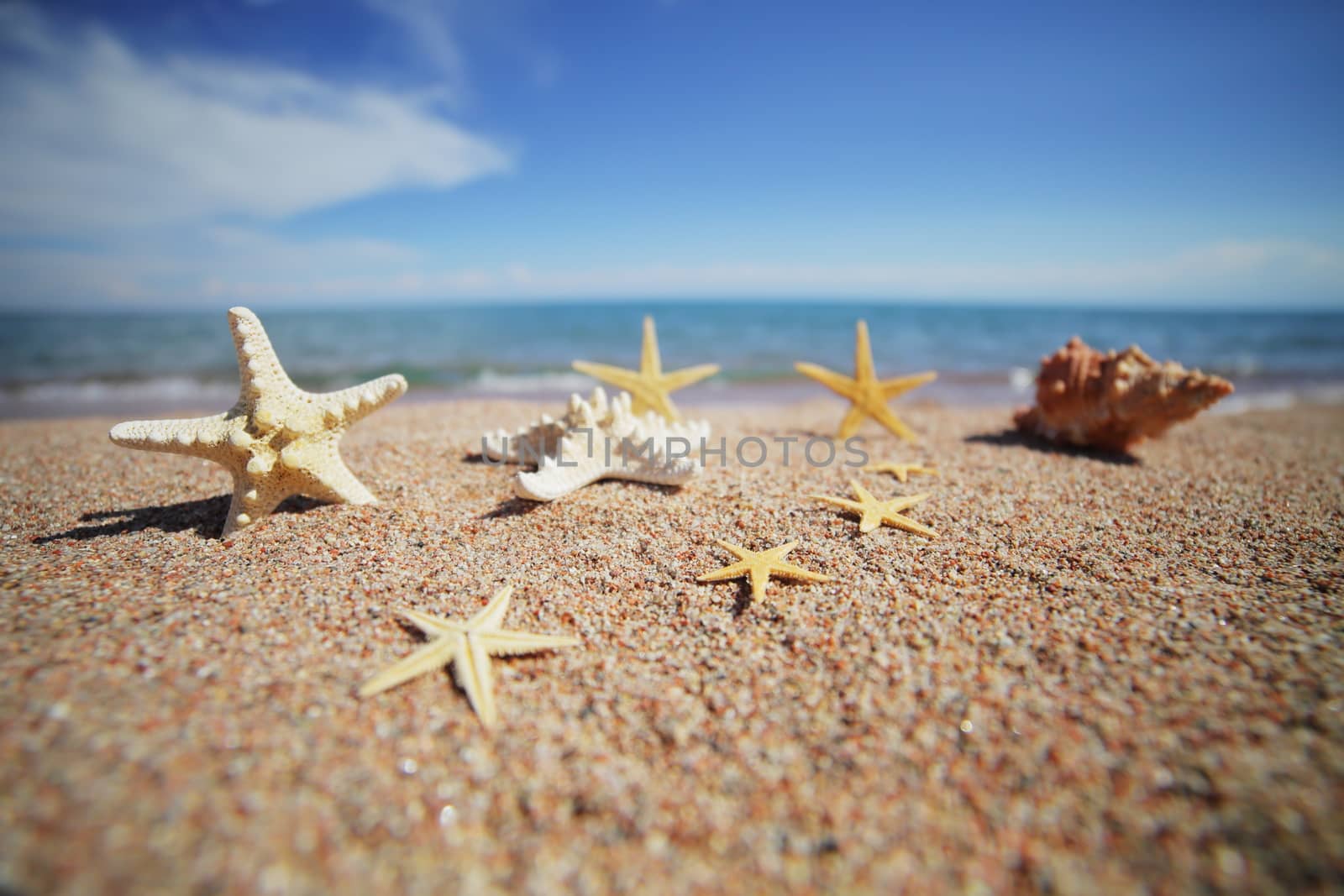 Sea shells and starfish on the beach. Sandy beach with waves. Summer vacation concept. Holidays by the sea. High quality photo