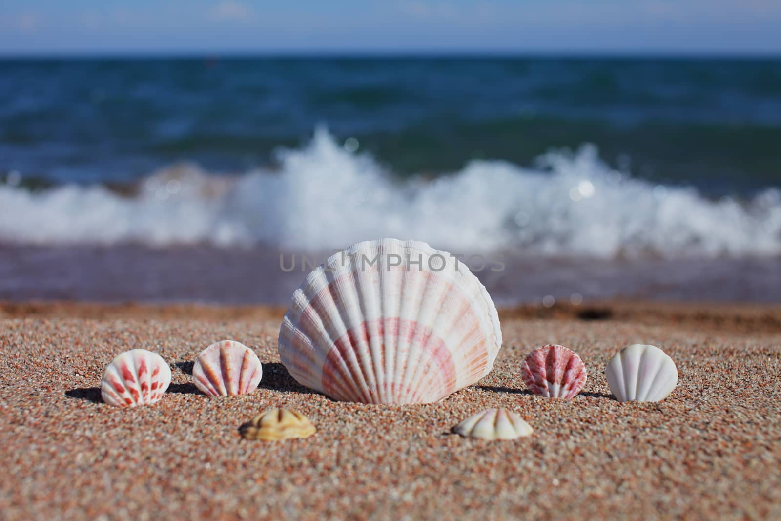 Sea shells on the beach. Sandy beach with waves. Summer vacation concept. Holidays by the sea. High quality photo