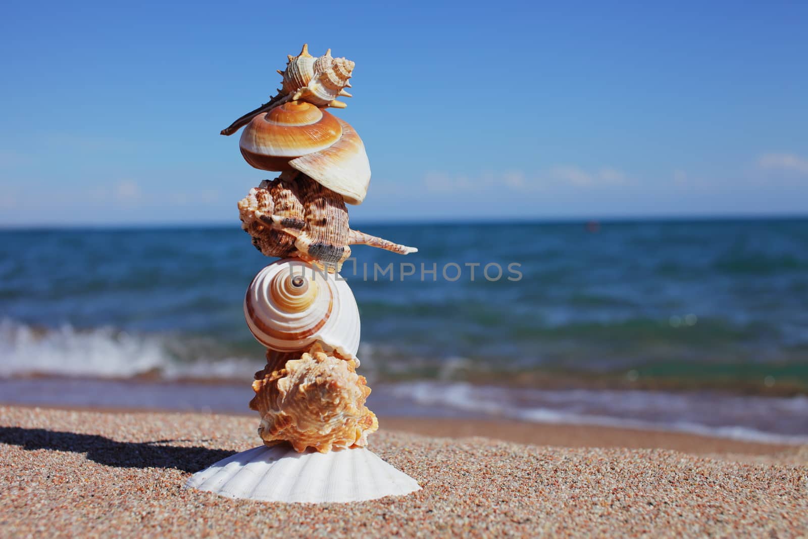 Sea shells on the beach. Sandy beach with waves. Summer vacation concept. Holidays by the sea. High quality photo