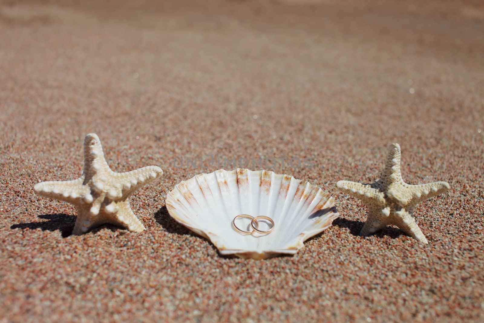 Sea shells and starfish with wedding rings on the beach. Summer vacation concept. Family holidays by the sea by selinsmo