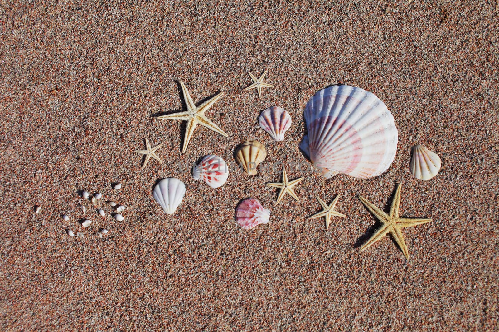 Sea shells and starfish on the beach. Sandy beach with waves. Summer vacation concept. Holidays by the sea by selinsmo