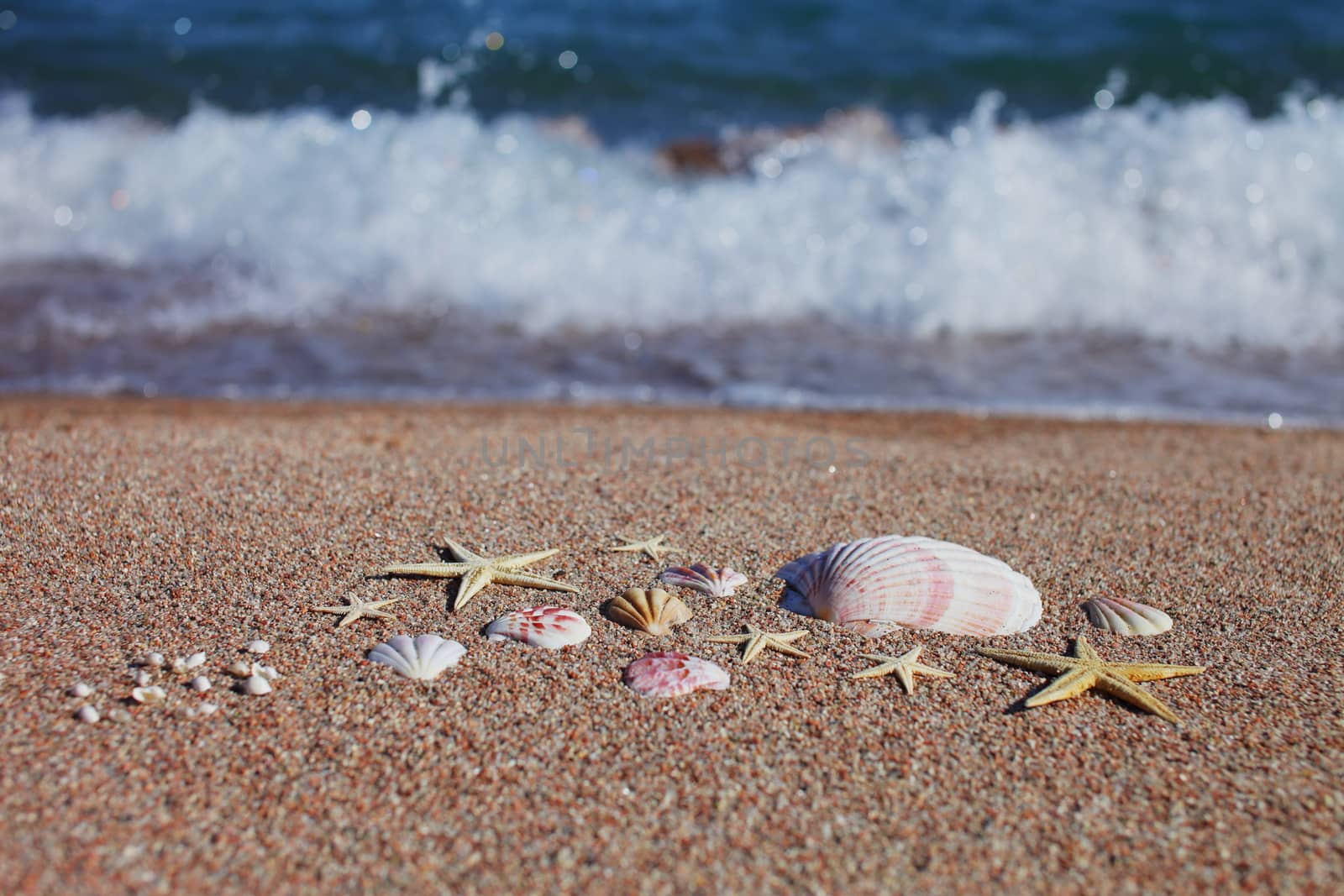 Sea shells and starfish on the beach. Sandy beach with waves. Summer vacation concept. Holidays by the sea. High quality photo