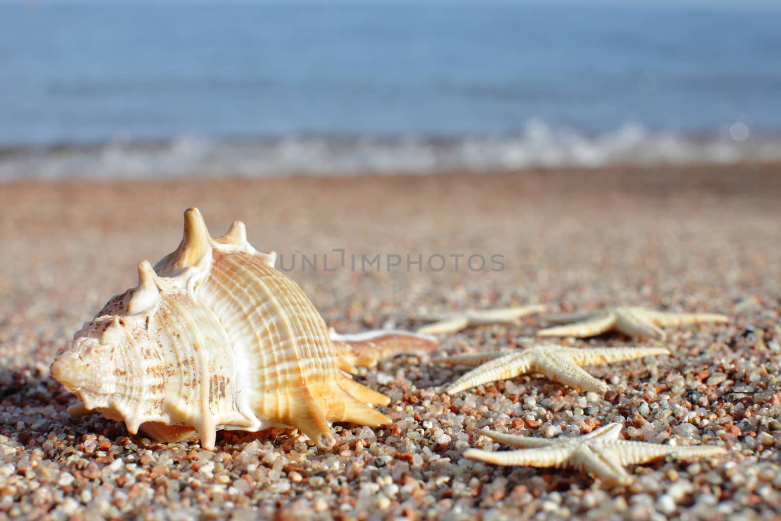 Sea shells and starfish on the beach. Sandy beach with waves. Summer vacation concept. Holidays by the sea. High quality photo