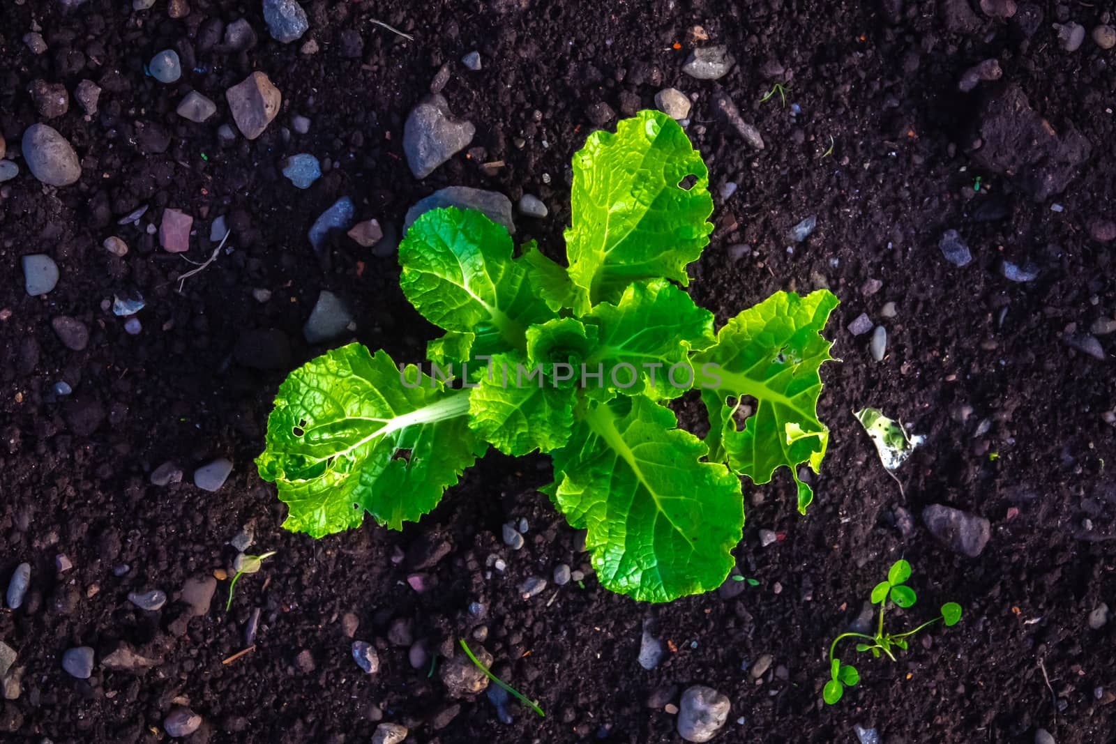 Conceptual Green Shoots Image Of A Young Plant Growing In Fertile Soil