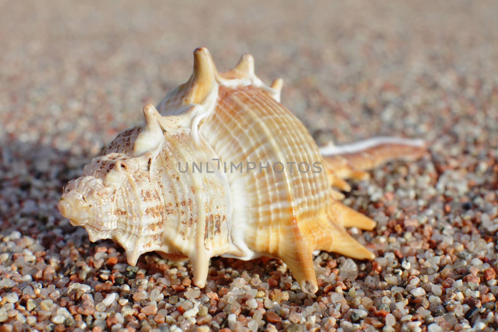 Sea shells on the beach. Sandy beach with waves. Summer vacation concept. Holidays by the sea. High quality photo