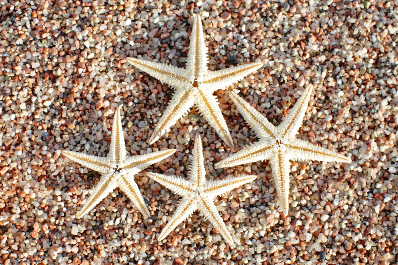 Starfish on the beach. Sandy beach with waves. Summer vacation concept. Holidays by the sea by selinsmo