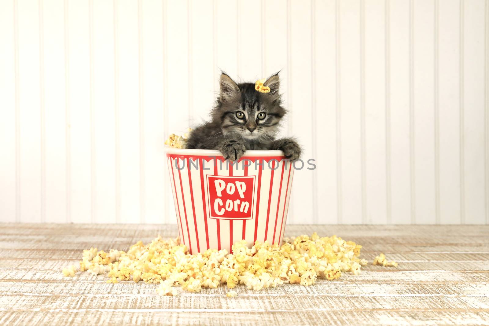 Sitting Kitten in a Popcorn Bucket by tobkatrina