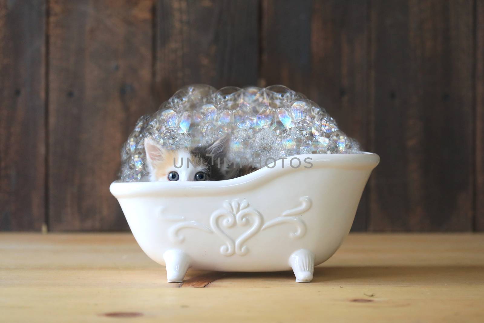 Adorable Kitten in a Bathtub With Bubbles