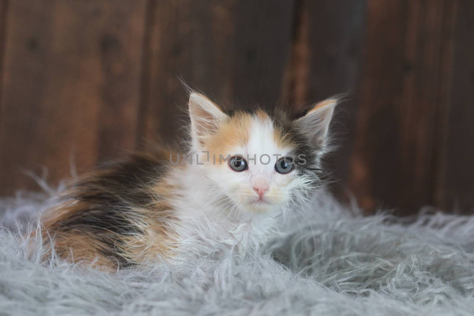 Cute Calico Kitten Sitting on Fur by tobkatrina