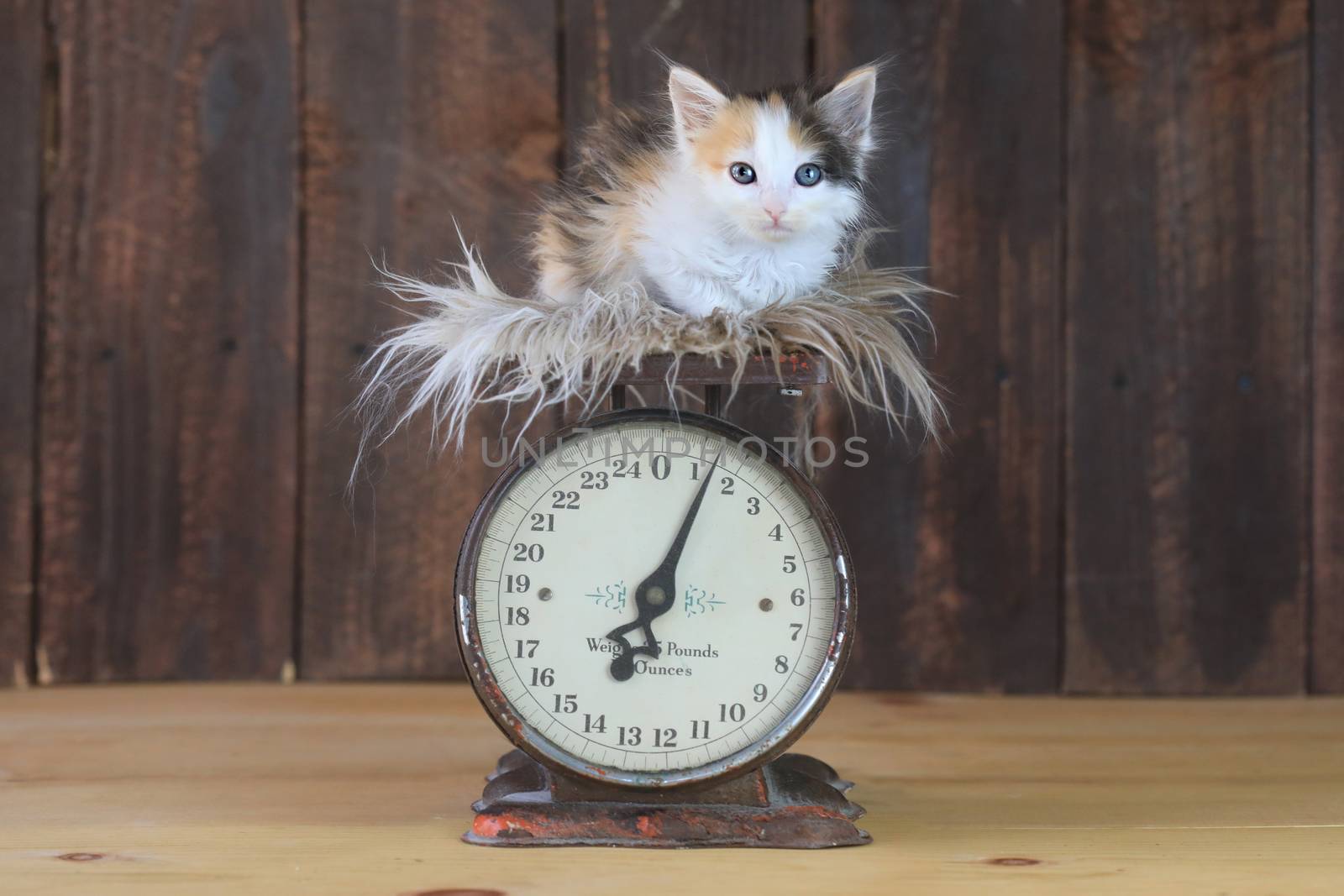 Adorable Calico Kitten Sitting on an Antique Scale