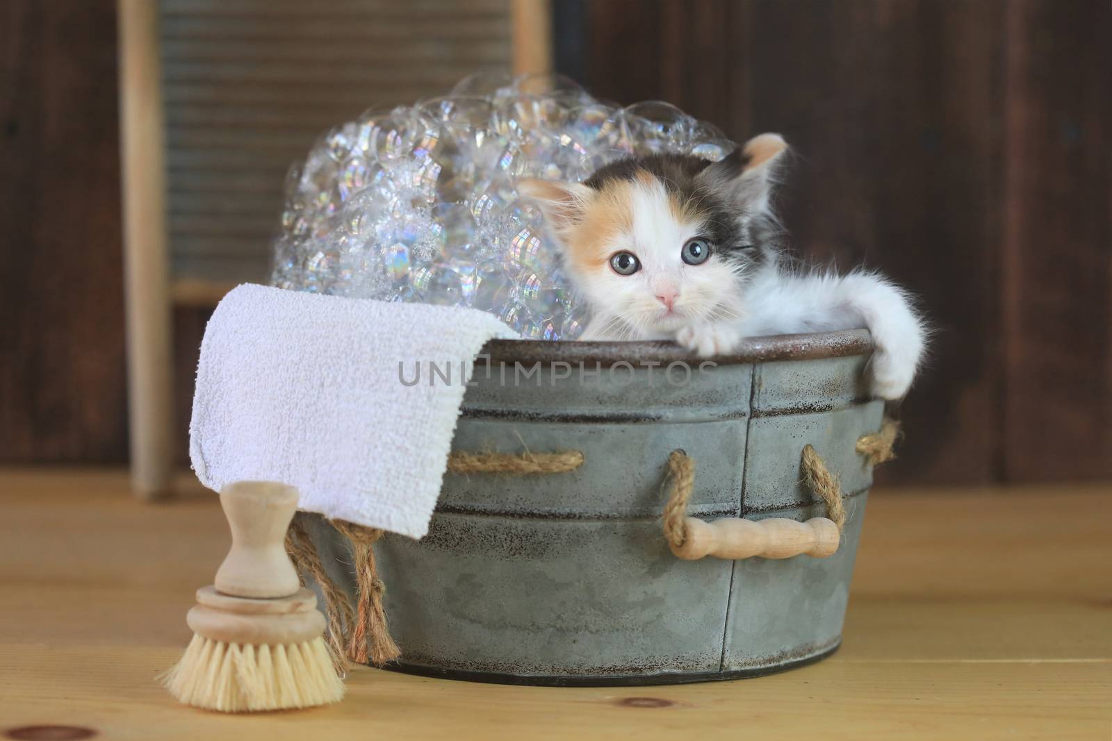 Adorable Kitten in a Bathtub With Bubbles