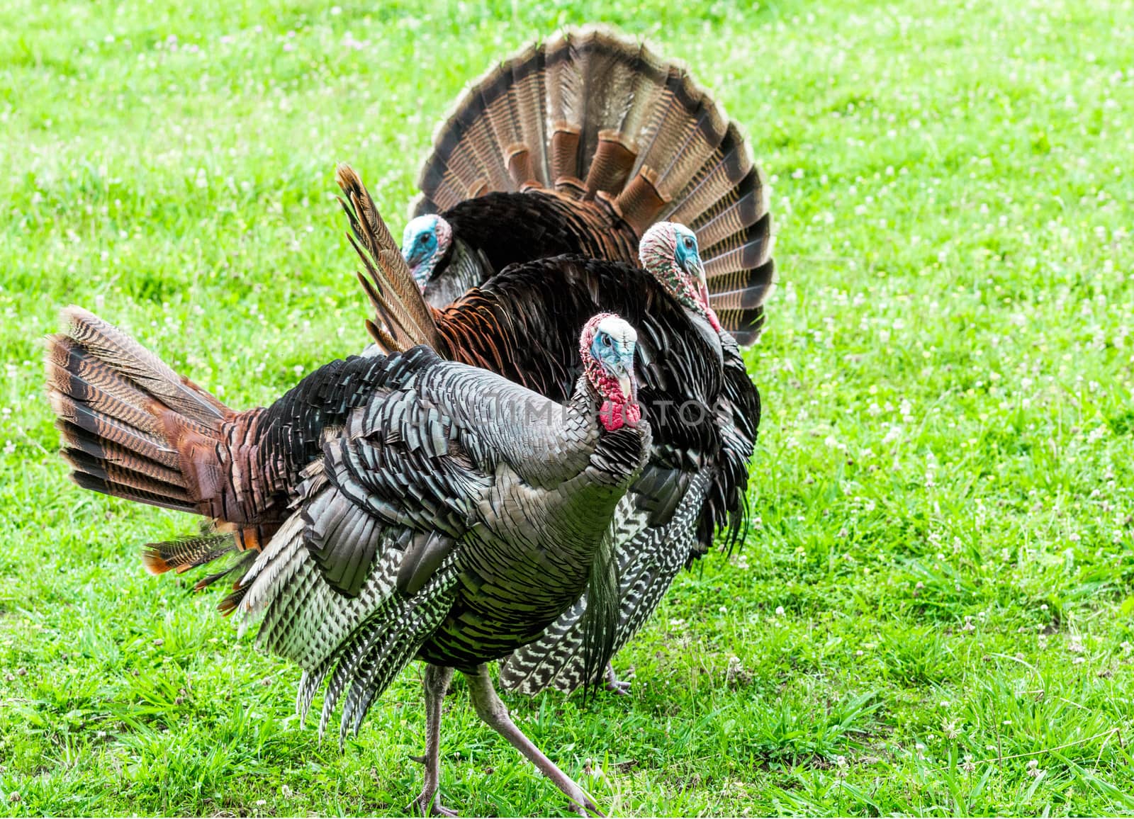 Horizontal shot of three turkeys looking in different directions.  Green grass background.