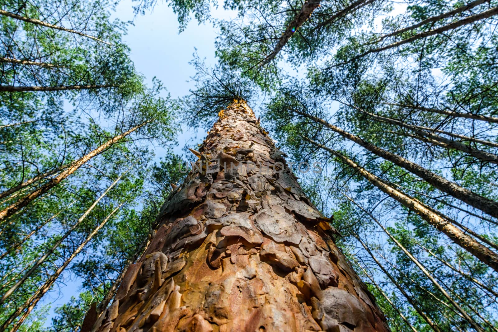 bottom view of tall pine trees in the forest against the sky and clouds nature background