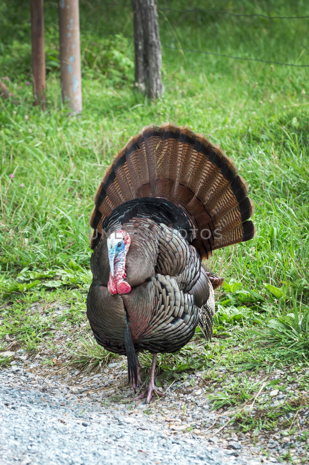 Vertical shot of a wild turkey in Tennessee in a wooded area with green grass.