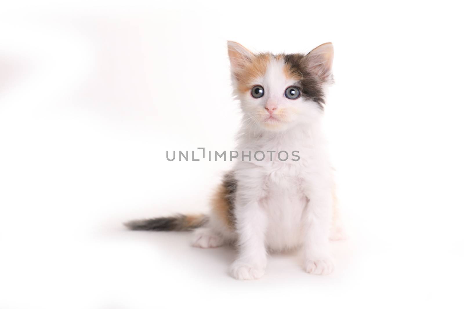 Calico Kitten Looking Up With Curiosity on White Backgroud