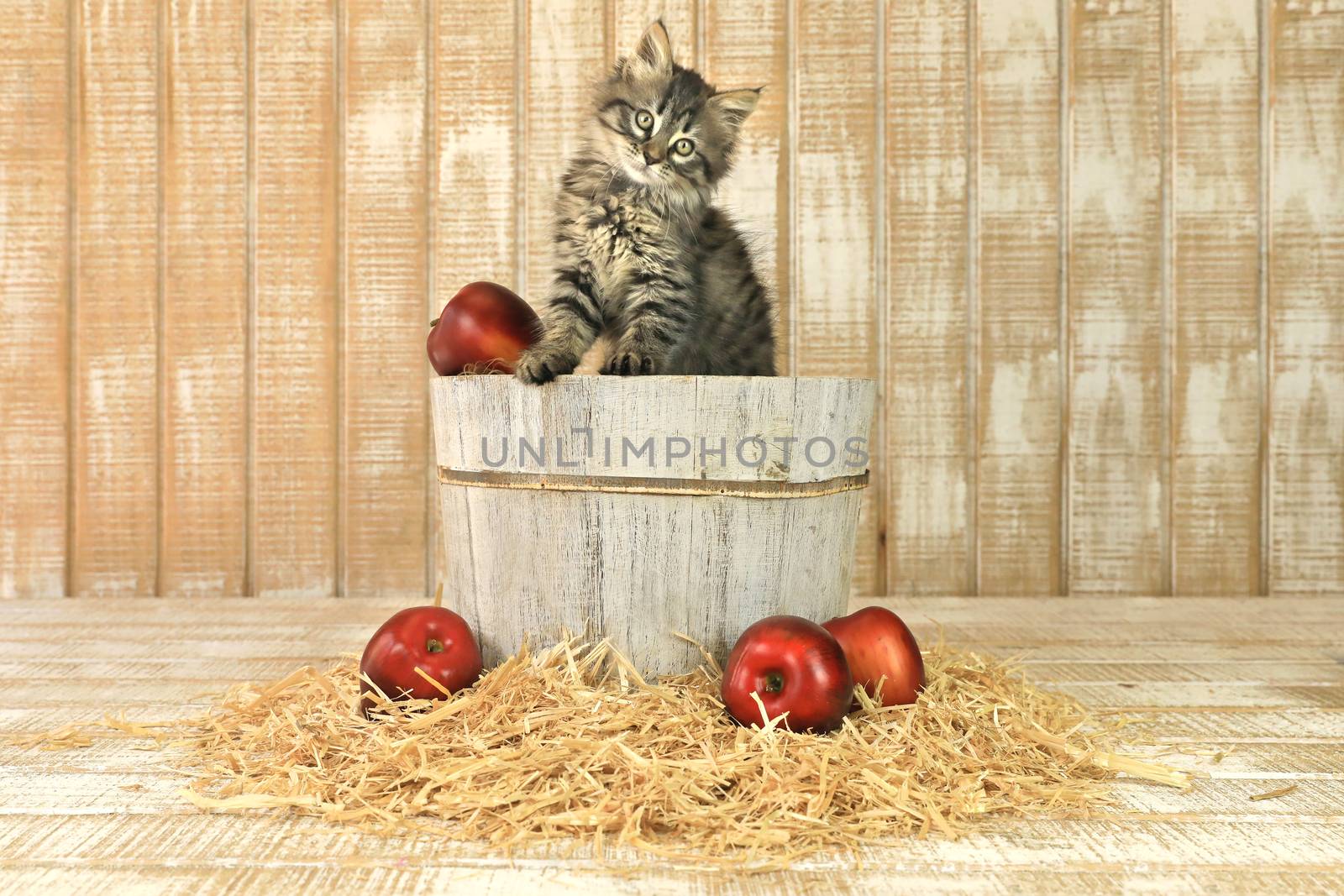 Posing Kitten in a Barrell of Apples